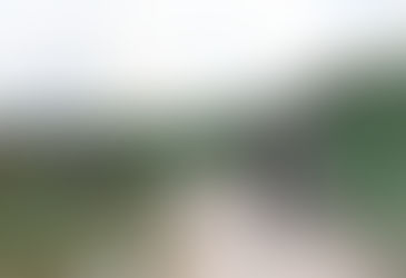 第47回 水仙まつり開花状況【3分咲き】-2013年-