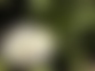 下田あじさい祭開花状況~色づき始めました~-2011/06/04-