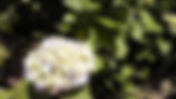 下田あじさい祭開花状況～色づき始めました～－2011/06/04－