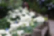 下田あじさい祭開花状況~満開です!~-2011/06/29-