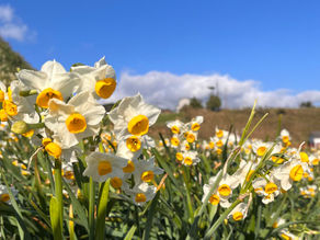 第56回 水仙まつり開花状況 12/25【5分咲き】