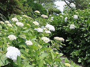 下田あじさい祭開花状況~2分咲き~-2012/05/31-