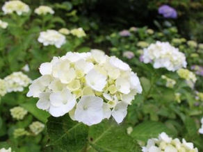 下田あじさい祭開花状況~3分咲き~-2010/06/08-