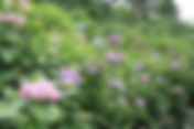下田あじさい祭開花状況~3分咲き~-2011/06/10-