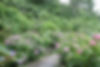下田あじさい祭開花状況～7分咲き～－2011/06/15－