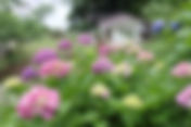 下田あじさい祭開花状況~7分咲き~-2011/06/15-