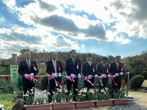 第56回水仙まつり開花状況【3分咲き】