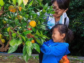柿・みかん狩り-園内食べ放題- ※令和3年度は実施しません