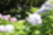 下田あじさい祭開花状況~最終日/見頃~-2010/06/30-