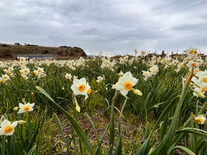 第56回 水仙まつり開花状況(1/19)