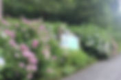 下田あじさい祭開花状況~5分咲き~-2011/06/12-