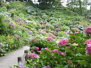 下田あじさい祭開花状況~見頃~-2016/06/16-