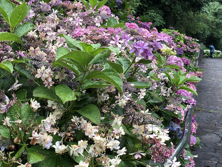 第49回 あじさい祭最終日【満開です】