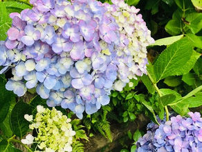 6/13下田公園あじさい開花状況【見頃を迎えました】