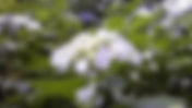 下田あじさい祭開花状況~5分咲き~-2011/06/12-