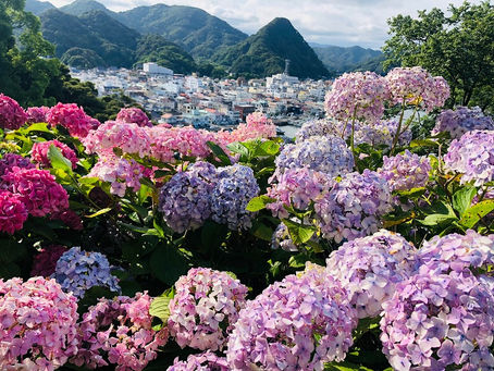 第50回 あじさい祭開花状況【満開】