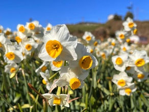 第56回 水仙まつり開花状況(1/14)