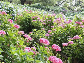 下田あじさい祭開花状況~見頃~-2012/06/15-