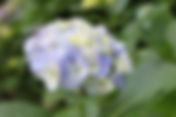 下田あじさい祭開花状況~5分咲き~-2010/06/12-