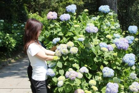 下田あじさい祭開花状況～咲き始め～－2010/06/01－