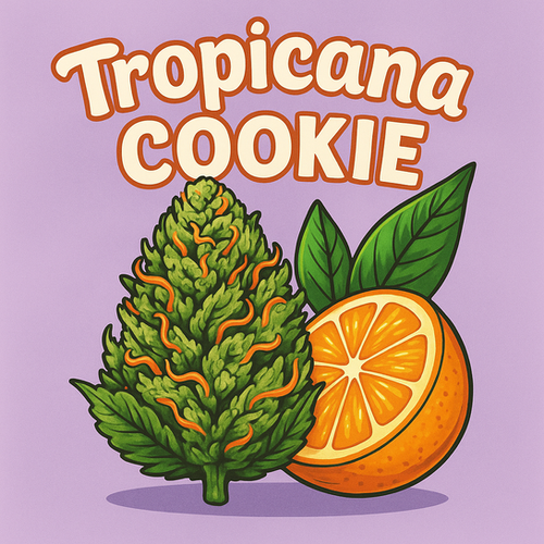 Tropicana Cookie terpene | Terp Topia