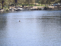 Alondra Park