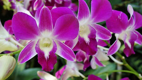 A Garden of Purple Flowers