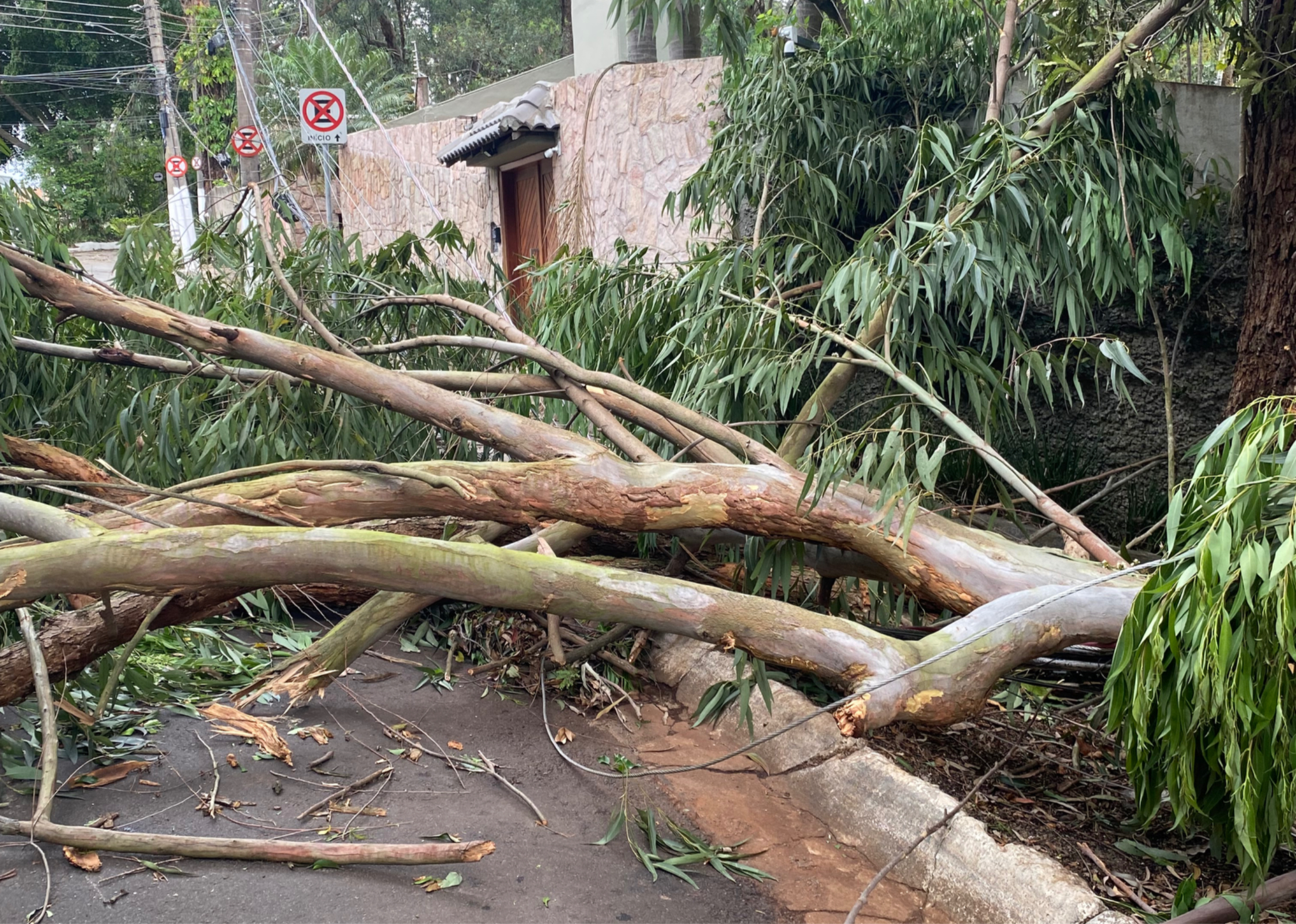 Uma árvore caída sobre a fiação elétrica interditando uma rua do bairro Jardim Marajoara.