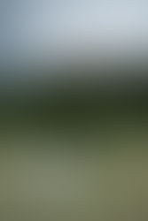 summer maternity photo in white gown in the middle of field of tall grass