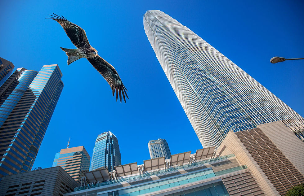 Thumbnail: Solar Gard WingSafe Black Dot Bird Protection Film