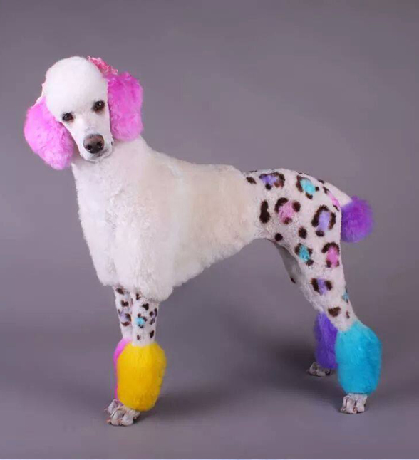 castle creek pet spa