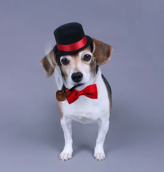 castle creek pet spa