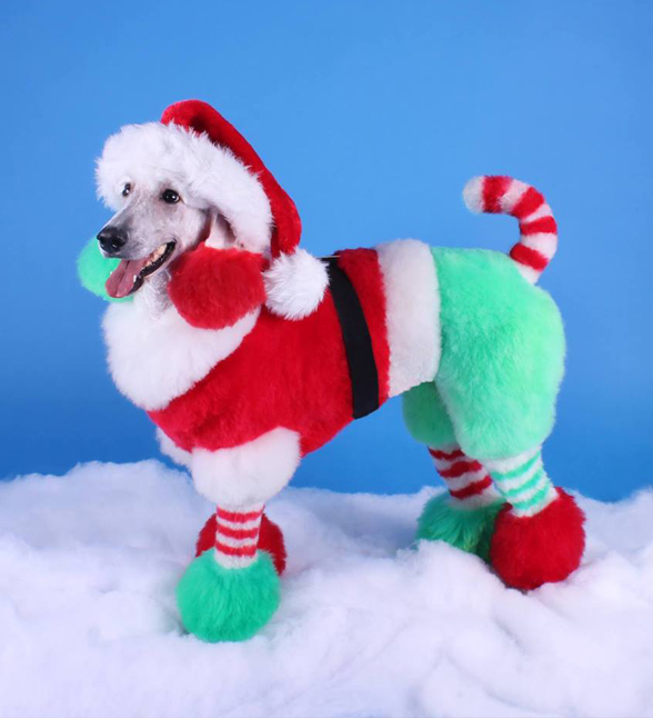 castle creek pet spa