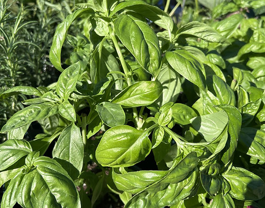 Basil packs.jpg