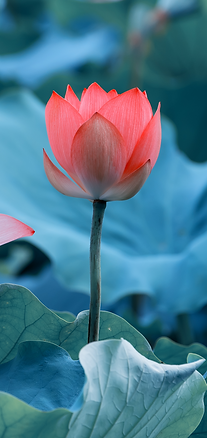 癒しのエネルギーを秘めたあか赤い蓮の花