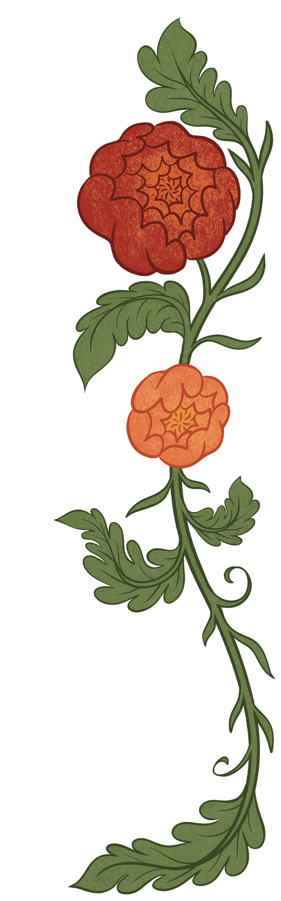 Decorative floral element custom illustration