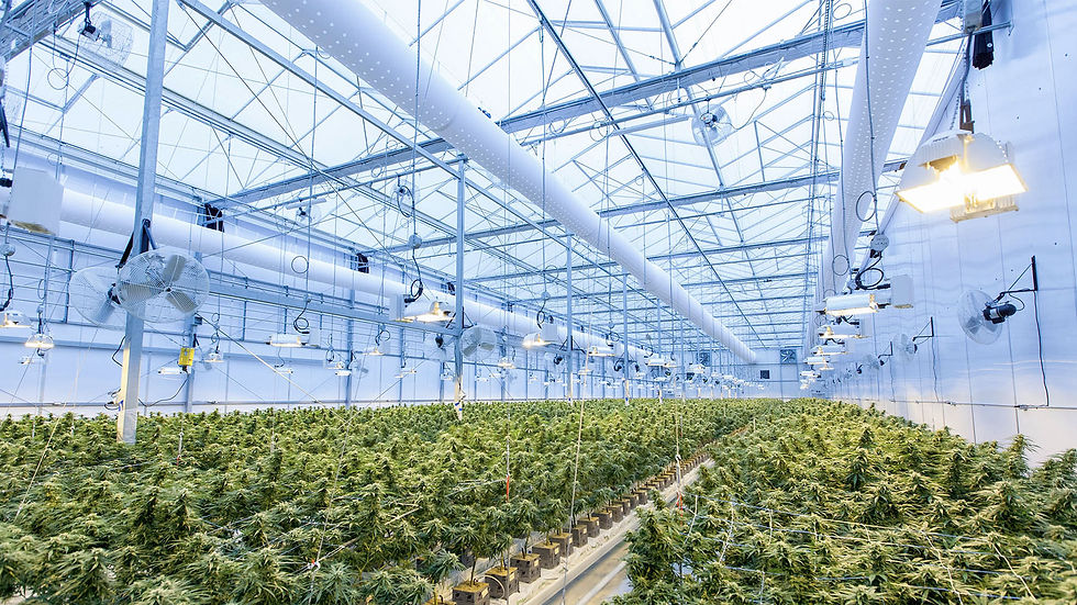 commercial-irrigation-system-cannabis.jpg
