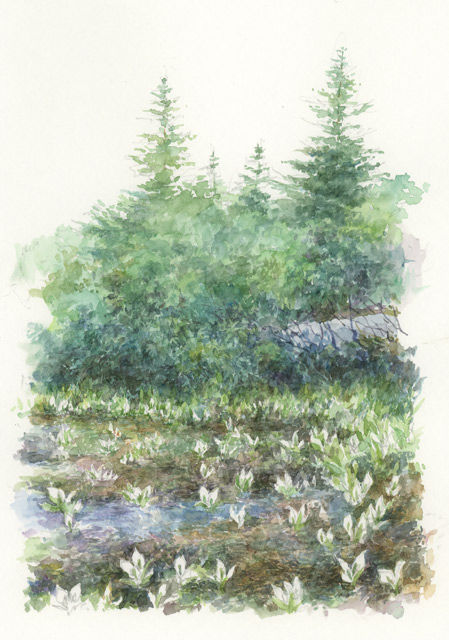 八甲田山の水芭蕉
