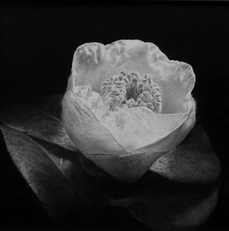 野村重存ホームページ 作品紹介ー鉛筆画ー