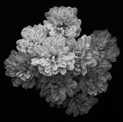 木香薔薇
