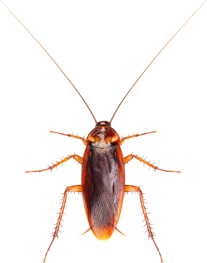 Cockroach Control Near Me | Bandit Busters