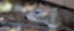 we get rid of all common wildlife nuisances like rats