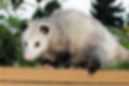 we get rid of all common wildlife nuisances like oppossums