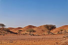 scenic-view-of-a-gravel-road-with-trees-in-the-des-2026-03-18-08-21-51-utc.jpg
