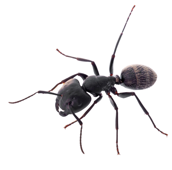 Ant Control near me | Bandit Busters