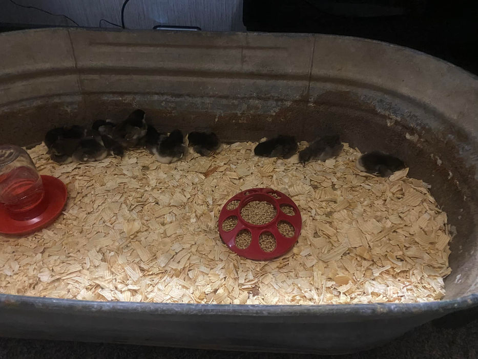 Several small chicks inside a metal tub with food and wood shavings