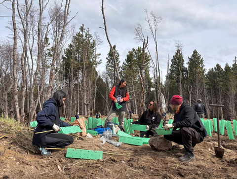 Fundación Reforestemos consolida más de una década restaurando la Patagonia con su histórico voluntariado que une a todo Chile