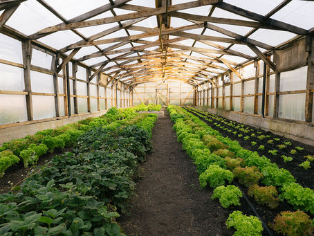 Huerta orgánica y sustentable: 2.572 kilos de alimentos cosechados en un año en suelo patagónico