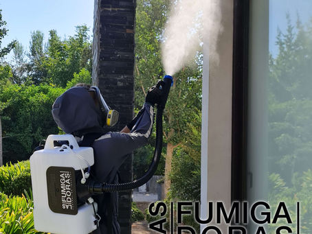 La historia no termina: ¿Qué pasa con el chinche del arce en los meses de frío?