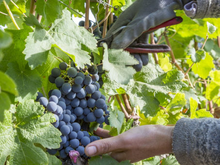 Descubre la magia de la vendimia del Valle de Cachapoal
en Viña San Pedro